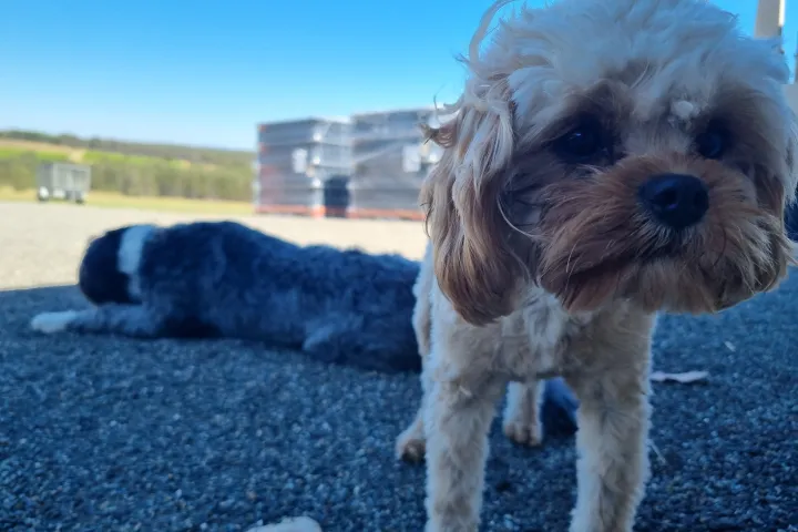 a small dog on a leash