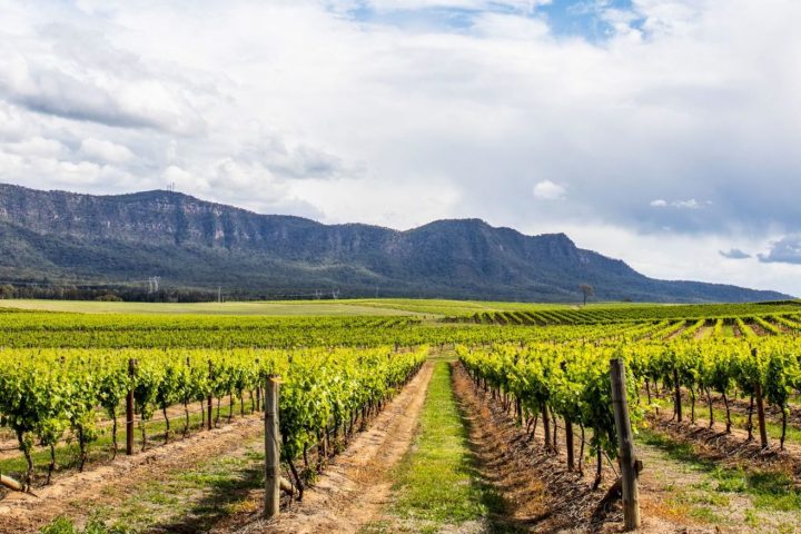Vineyard in the lower Hunter